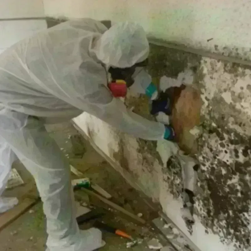 Mold Remediation and Removal in Ackley, IA